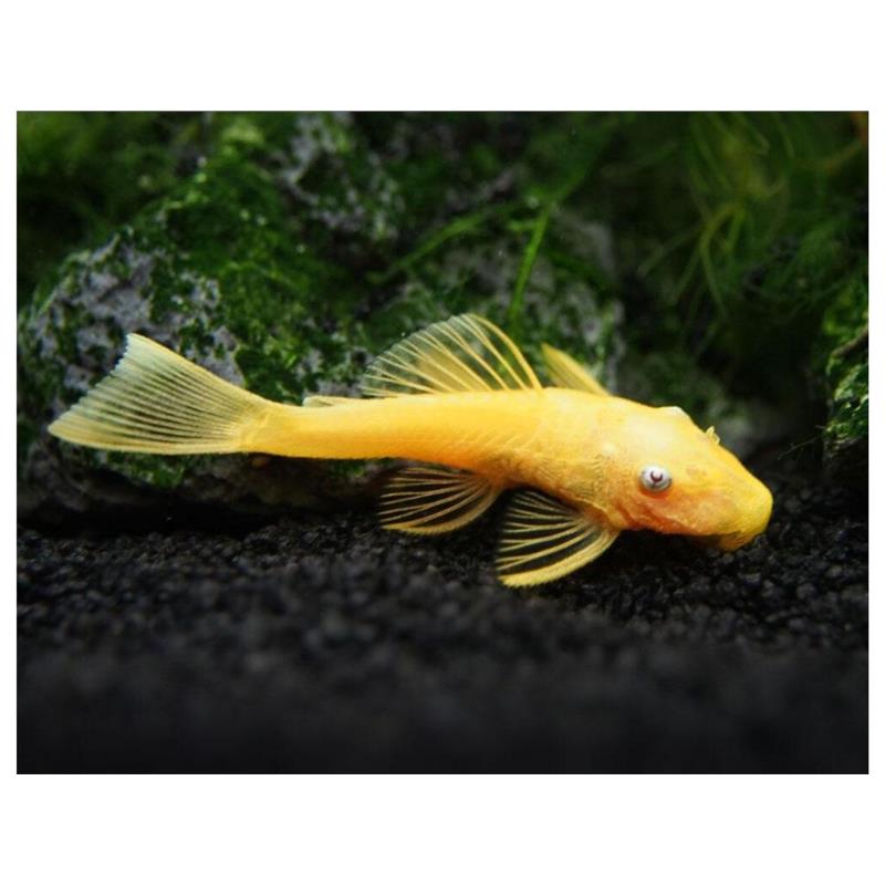 Ancistrus lemon long fin l144 - imagine 4